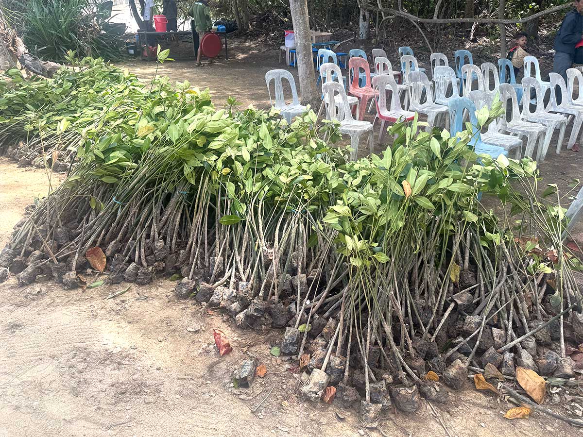 今回植樹したマングローブの苗